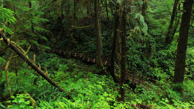 Easy Schooner Cove Hike: Rainforest Boardwalks & Pristine Pacific Rim Tide Pools